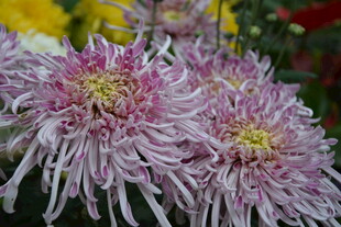 粉紫色菊花特写