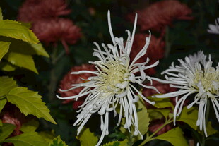 优雅绽放的白色菊花