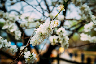 枝头绽放的洁白花朵