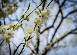 枝头绽放的洁白花朵