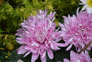 娇艳粉色菊花绽放