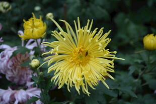 金黄菊花绽放美丽姿态