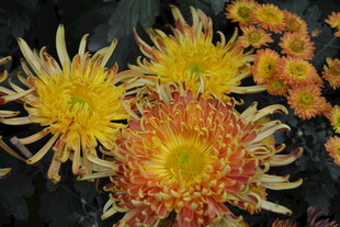 艳丽多彩的绽放菊花