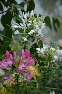 多彩花卉绽放于绿叶间