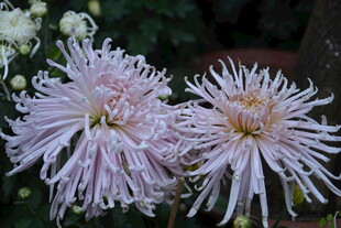 两朵柔美绽放的浅粉菊花