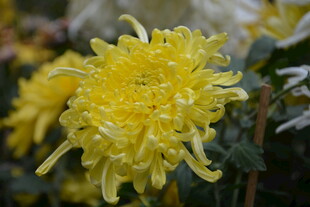 绽放的金黄菊花