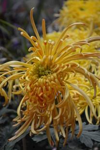 金黄丝状菊花特写