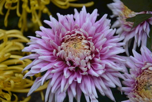 娇艳多彩菊花绽放