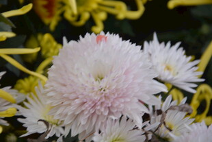 清新淡雅的白色菊花绽放