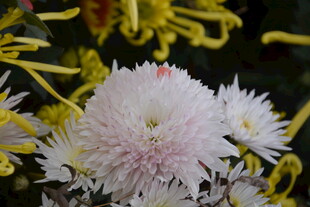 娇艳白菊与黄菊绽放