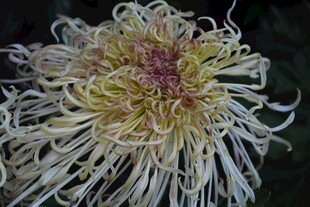 绽放的丝状菊花