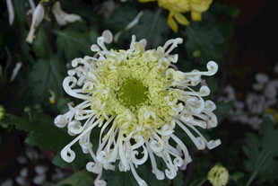 白色丝状菊花特写