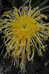 金黄丝状菊花特写
