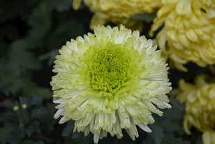 清新黄白菊花特写