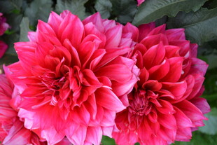 艳丽大丽花绽放