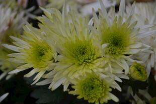 清新黄白菊花绽放