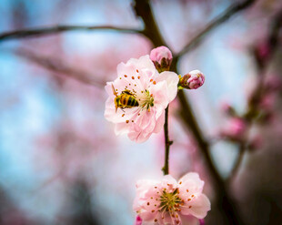 枝头粉梅绽 蜜蜂采蜜忙