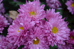 粉色雏菊绽放美丽