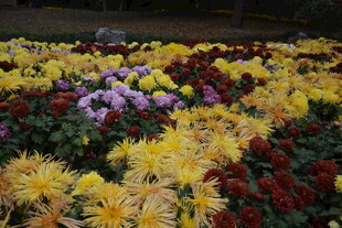 多彩菊花绽放美景