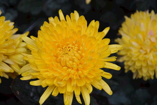 绽放的黄色菊花