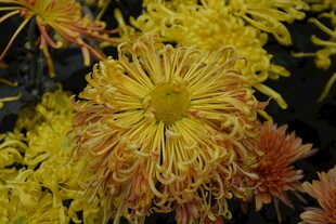 金黄绚烂菊花绽放