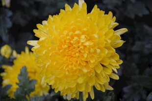 黄色菊花特写