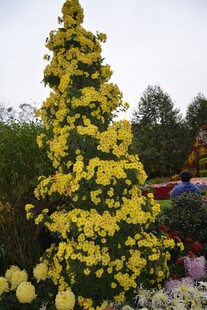 菊花造型景观 绽放绚烂