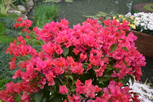 艳丽三角梅绽放美景