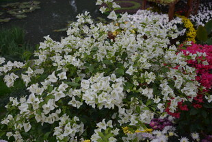 白色花卉绽放的美丽瞬间