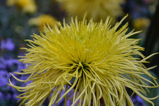 黄色绒球状菊花特写