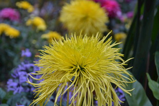 金黄菊花绽放于花丛中