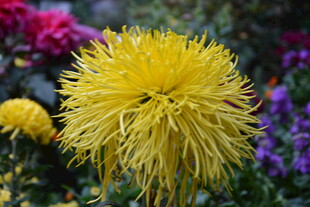 金黄菊花绽放绚丽色彩