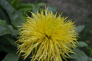 黄色绒球状花朵特写