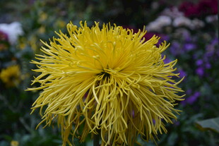 黄色蓬松菊花特写