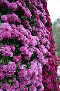 繁花似锦的紫色花卉景观