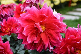 艳丽大丽花绽放