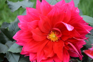 艳丽大丽花绽放