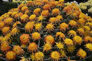 金黄灿烂的花朵簇拥绽放