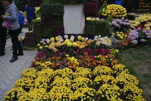 街头多彩菊花装点景观