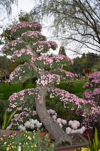繁花缠绕的弯曲盆景树