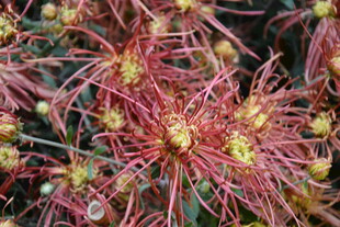 红色丝状花朵特写