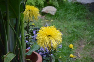 花园中的明艳黄色花朵