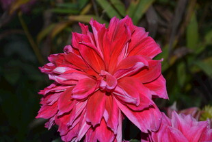 艳丽粉色石竹花特写