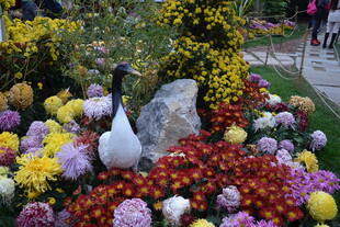 白鹅立于多彩菊花丛中