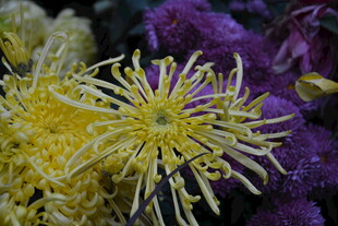 绽放的黄色菊花