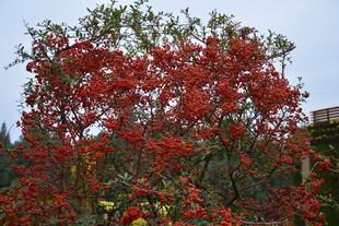 红果满树的艳丽景致