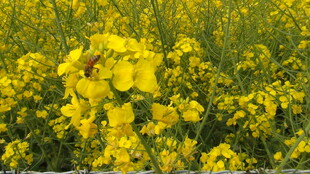 金黄灿烂的油菜花田