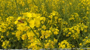 金黄油菜花绽放美景