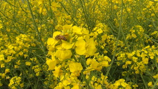 金黄油菜花田中的生机