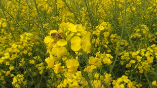 金黄油菜花田美景